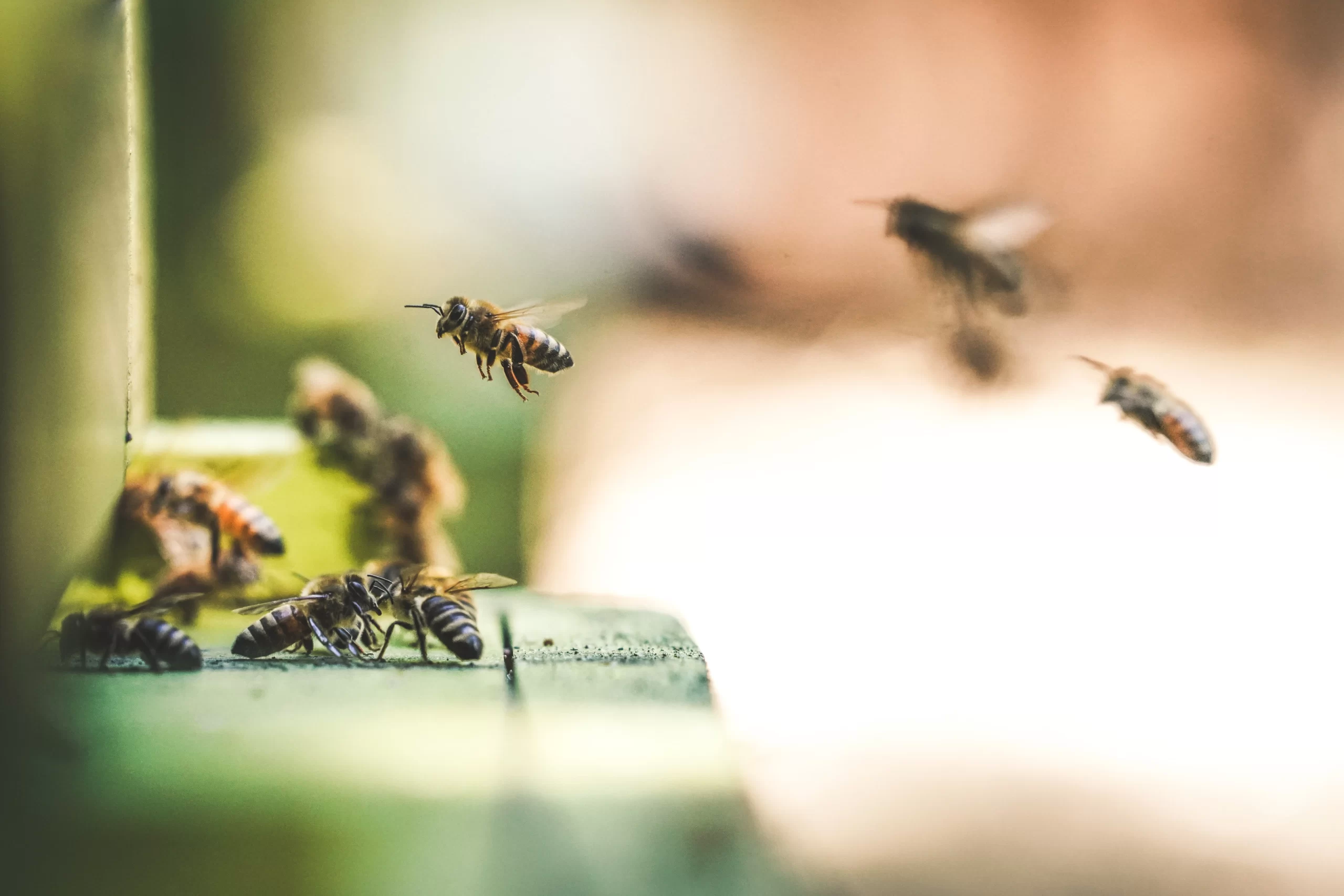 eric-ward-HoneyBees flying into hive -unsplash (1)