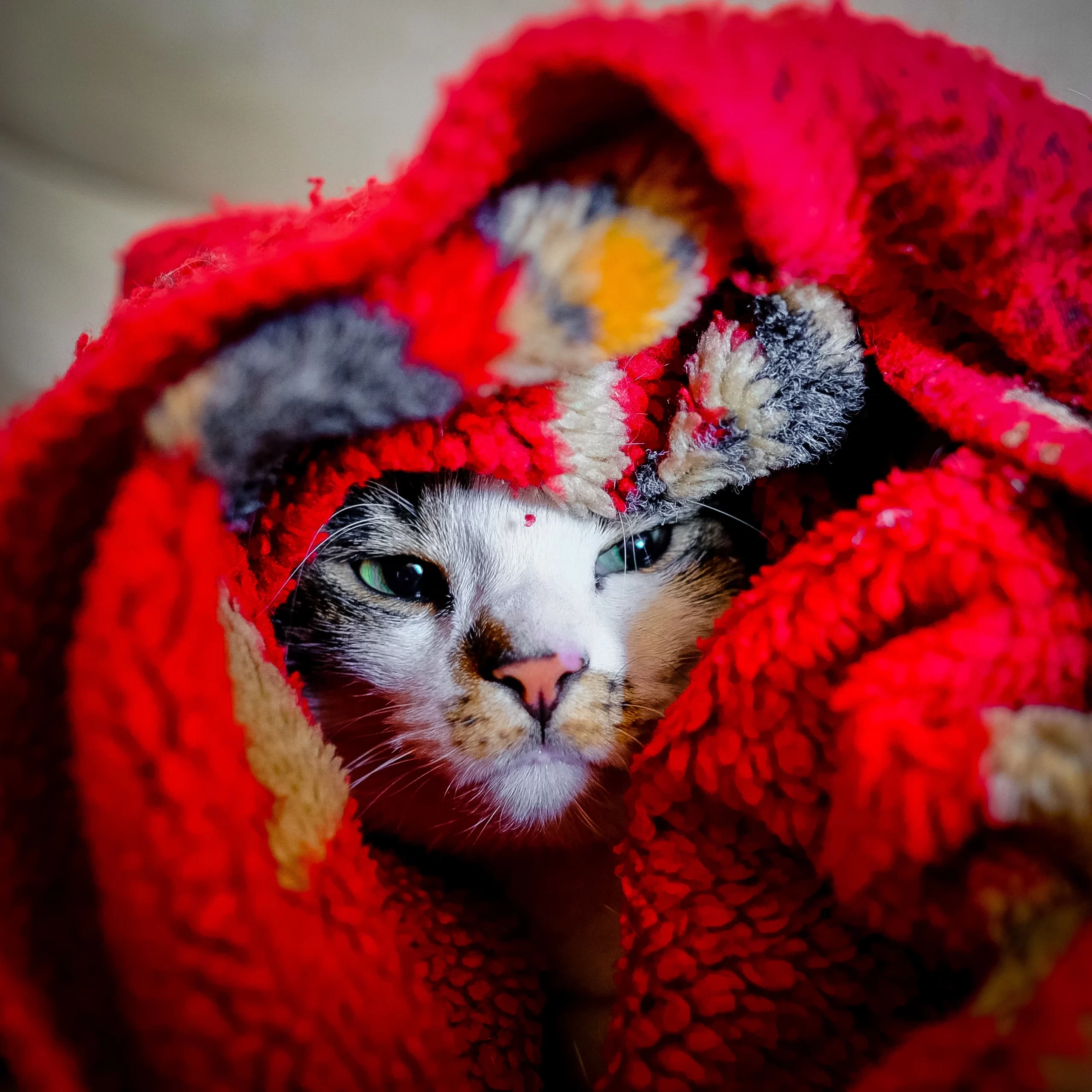 francesco-ungaro-cat looking out from bundled in blanket cover -unsplash
