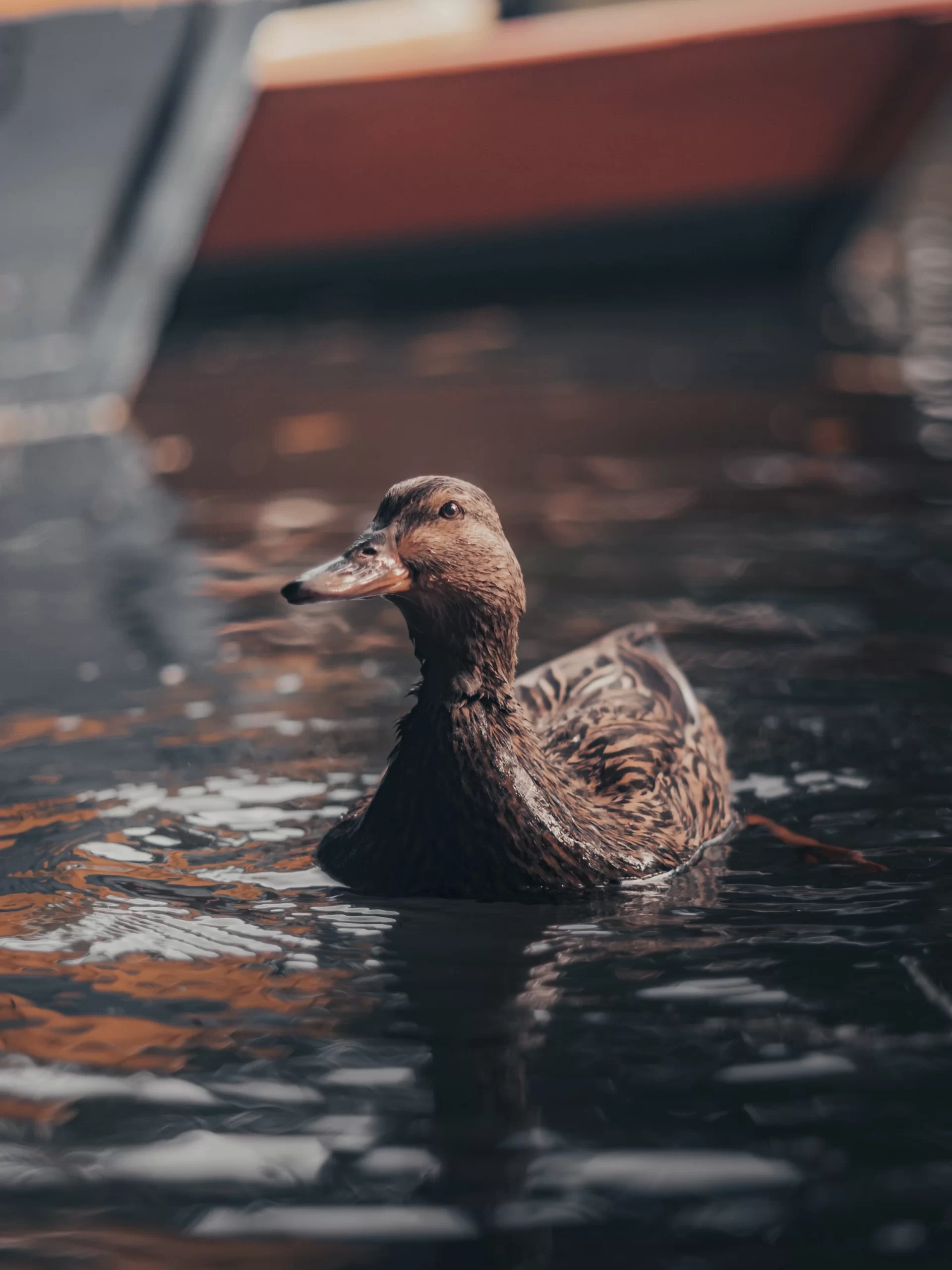 hugo-miguel-Duck wading in the waters-unsplash
