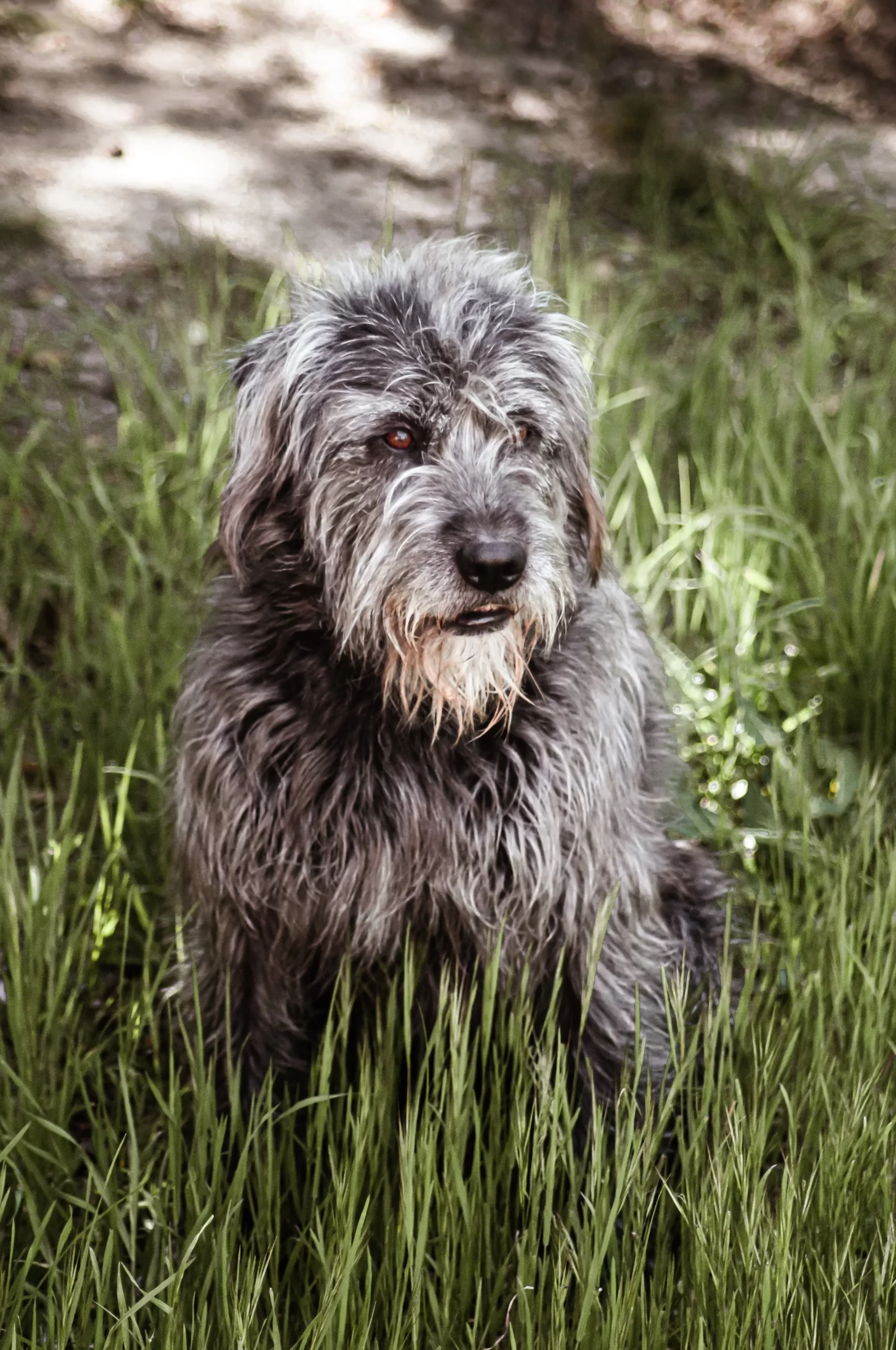 Alpedrete, España Published on May 17, 2020 NIKON CORPORATION, NIKON D90 Free to use under the Unsplash License Dog sitting in the grass