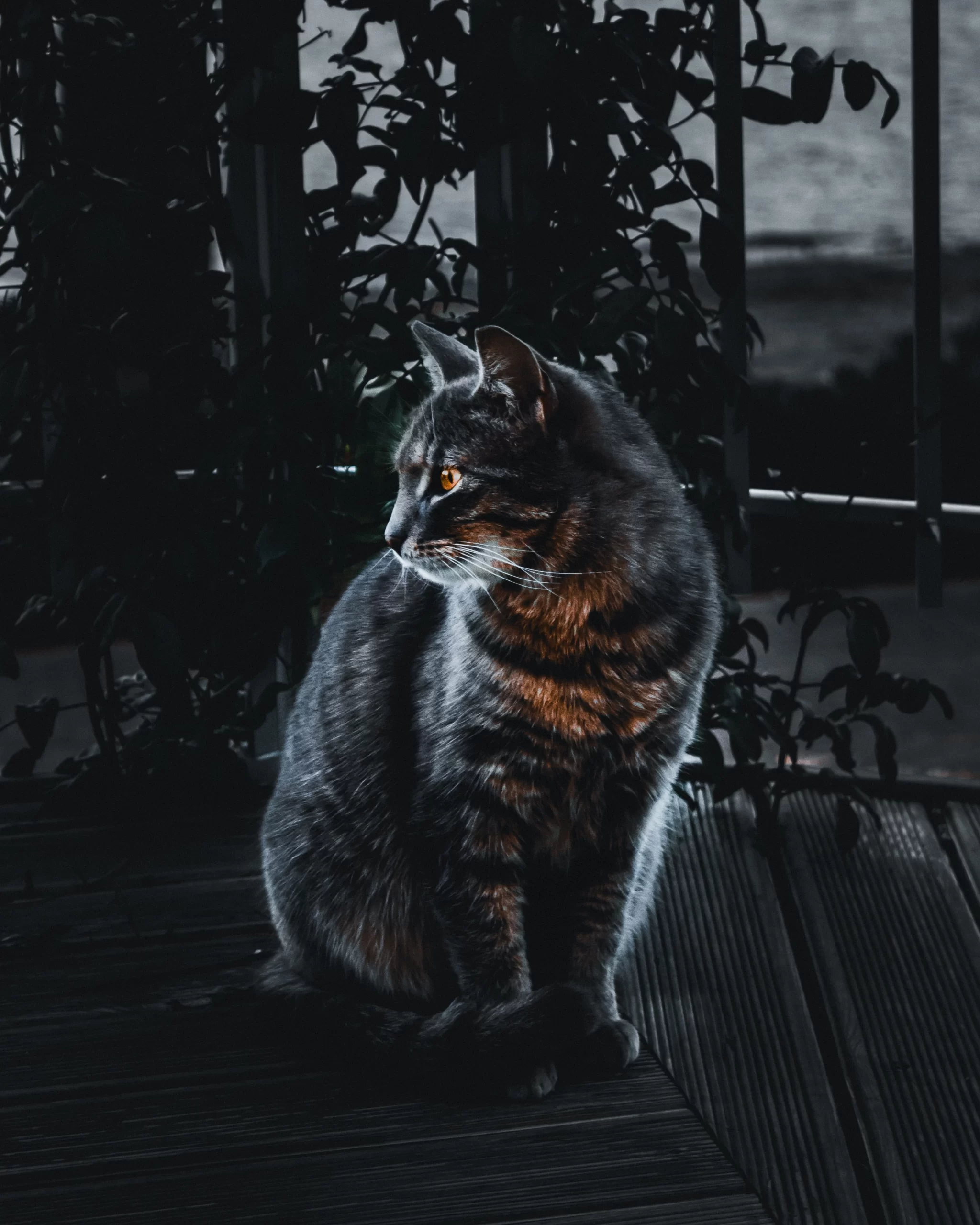luke-stackpoole-Beautiful house cat in shadow against a window in home-unsplash