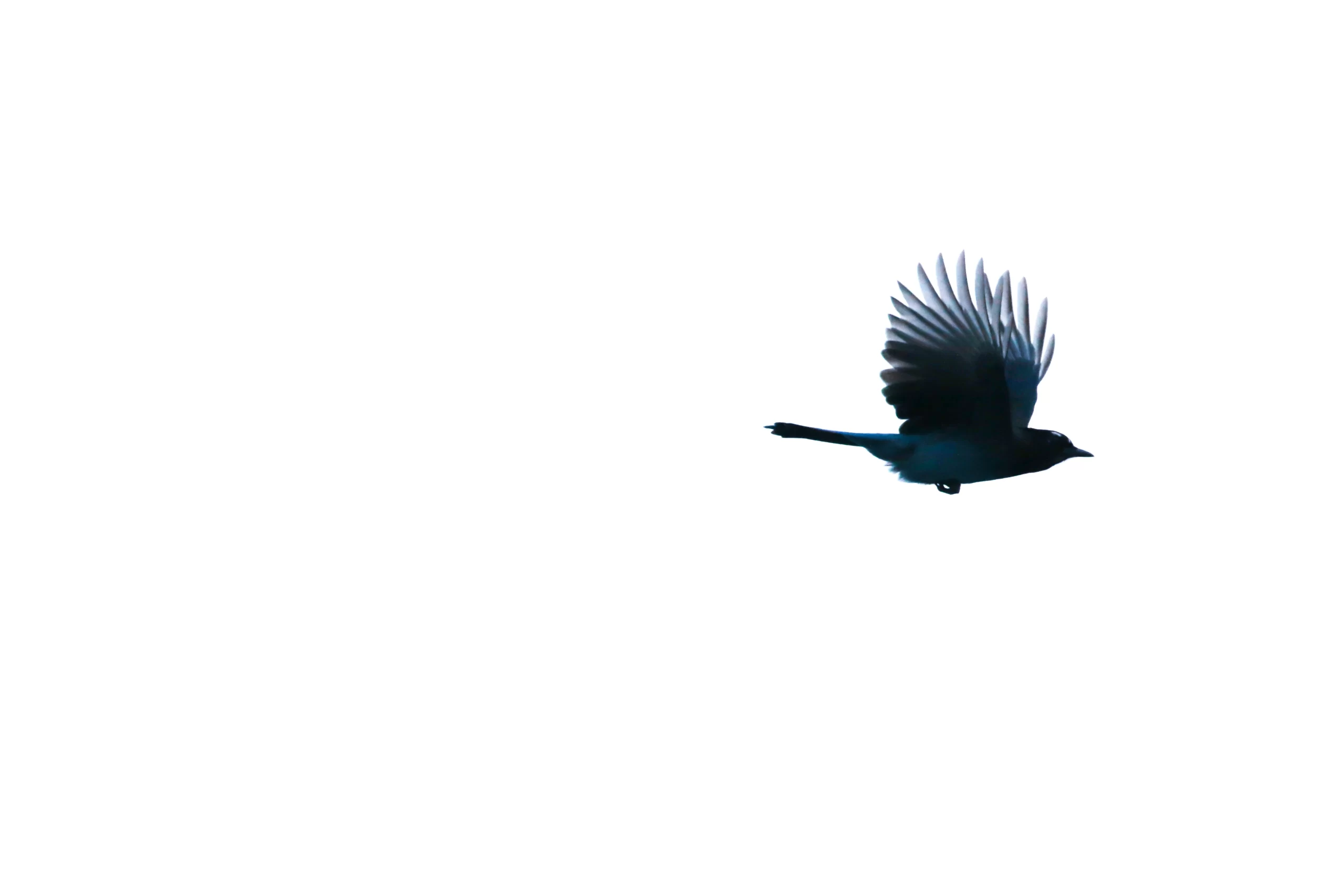 patrick-hendry-crow against white sky-unsplash