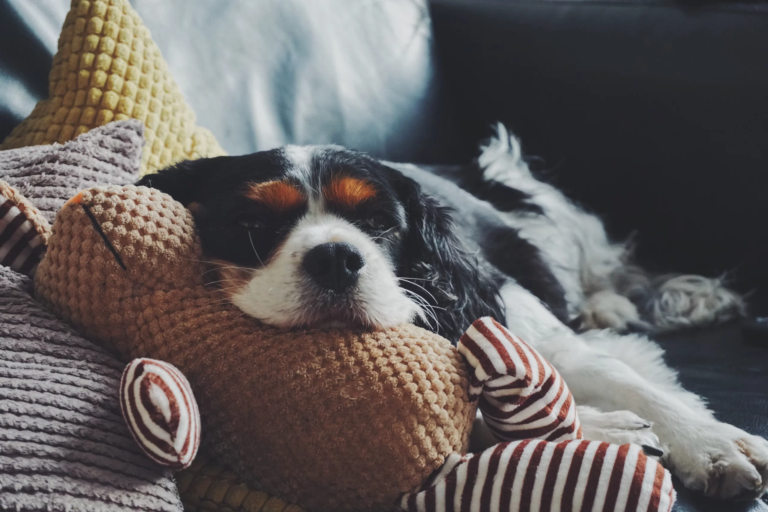 samuel-foster-Dog on couch leaning head into pillow -unsplash
