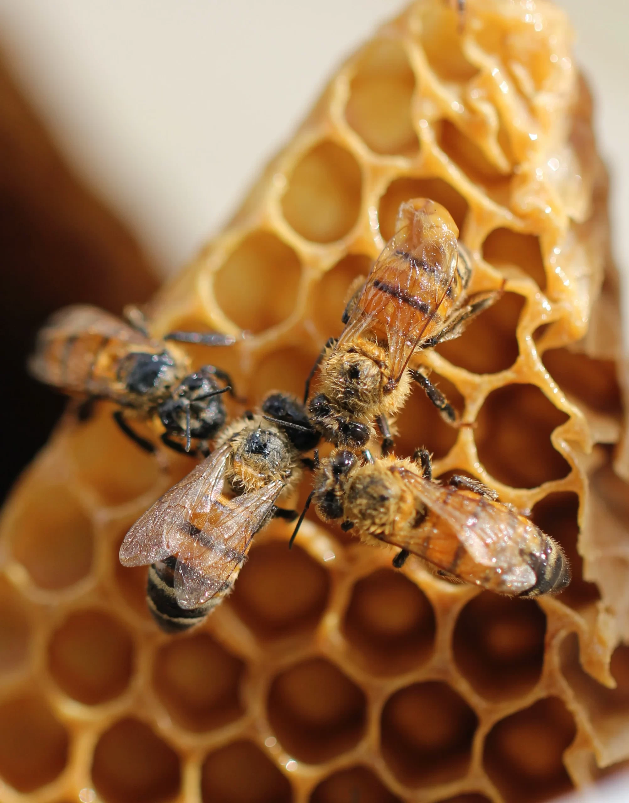 shelby-cohron-Honey bees feeding Queen on comb-unsplash (1)