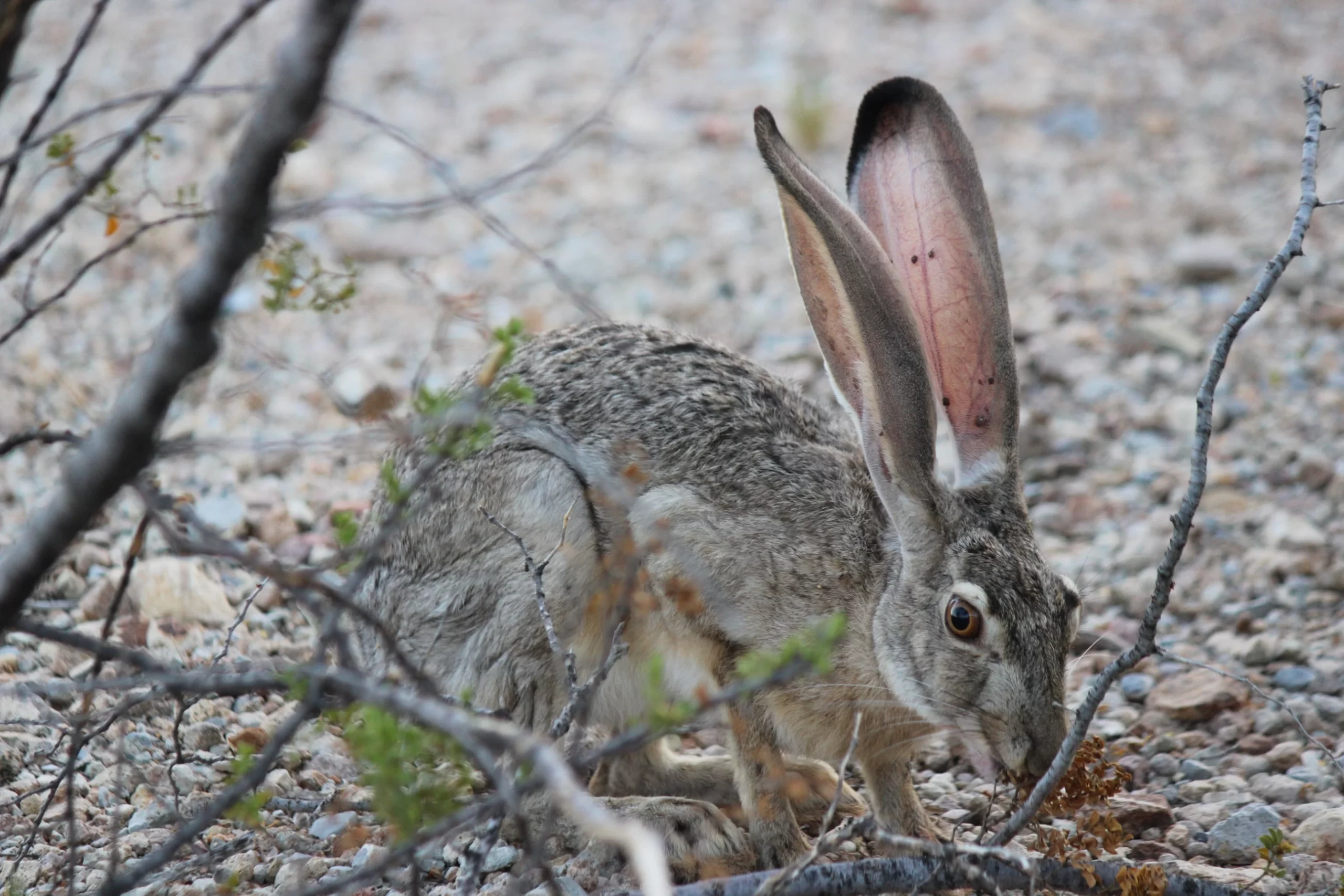 WIld Jack Rabbit Hare captured image in Terlingua Texas by Stacey Vandergriff