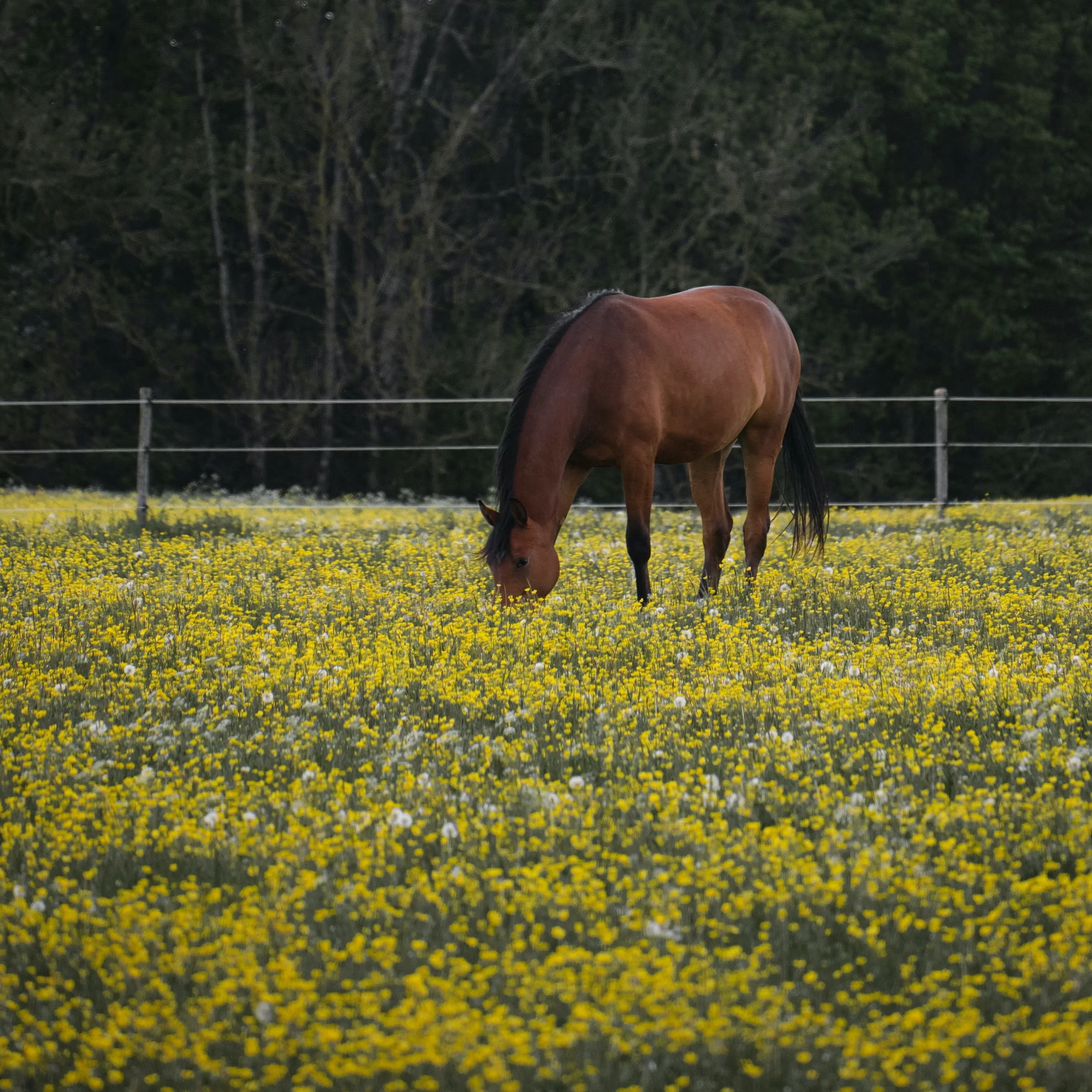 tim-schmidbauer-Mare Grazing in field of yellow flower groundcover-unsplash