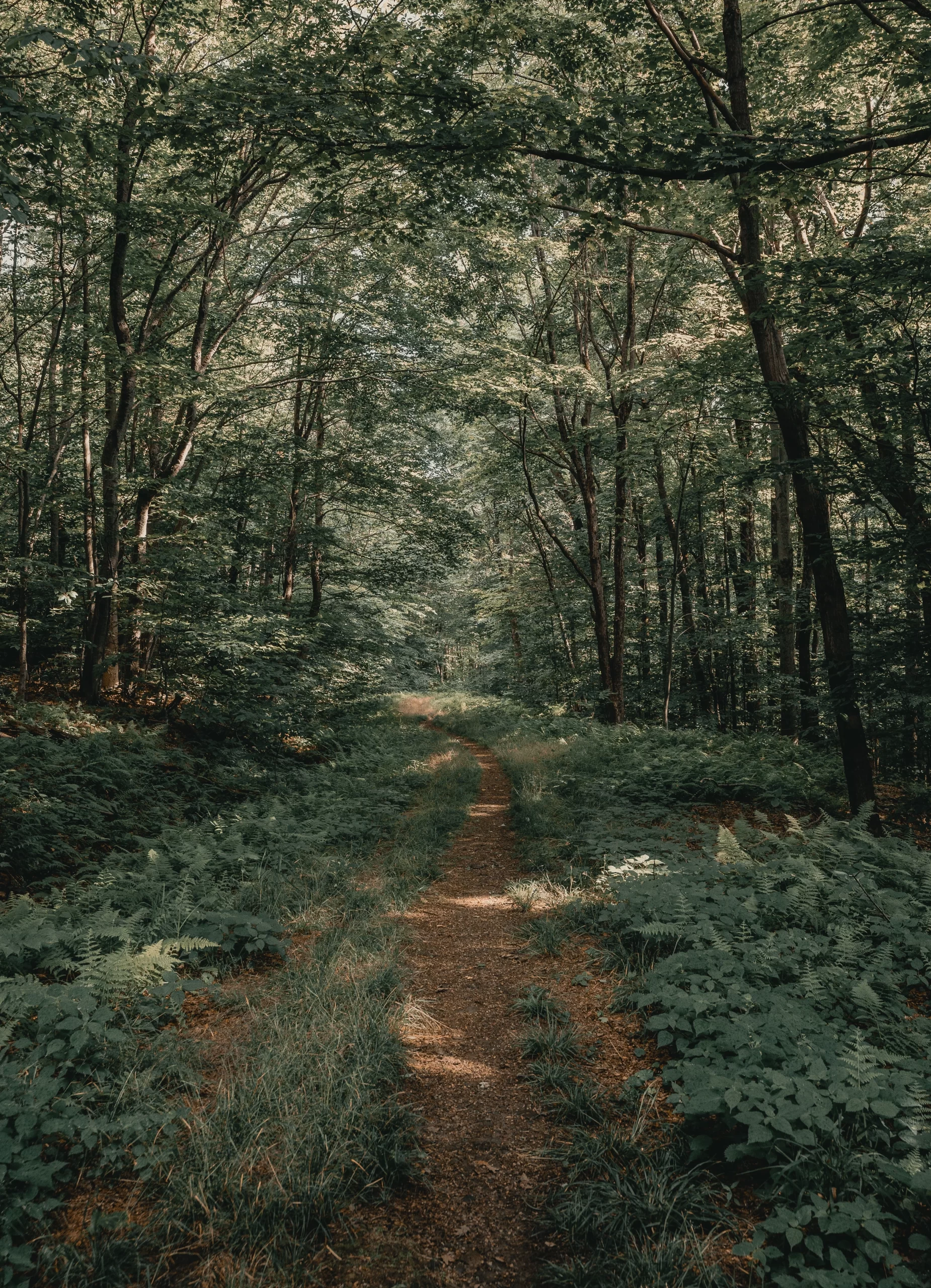 Willowemoc Creek, New York, USA Published on July 6, 2020 SONY, ILCE-7M3 Free to use under the Unsplash License Walking through the woods (IG: @clay.banks)
