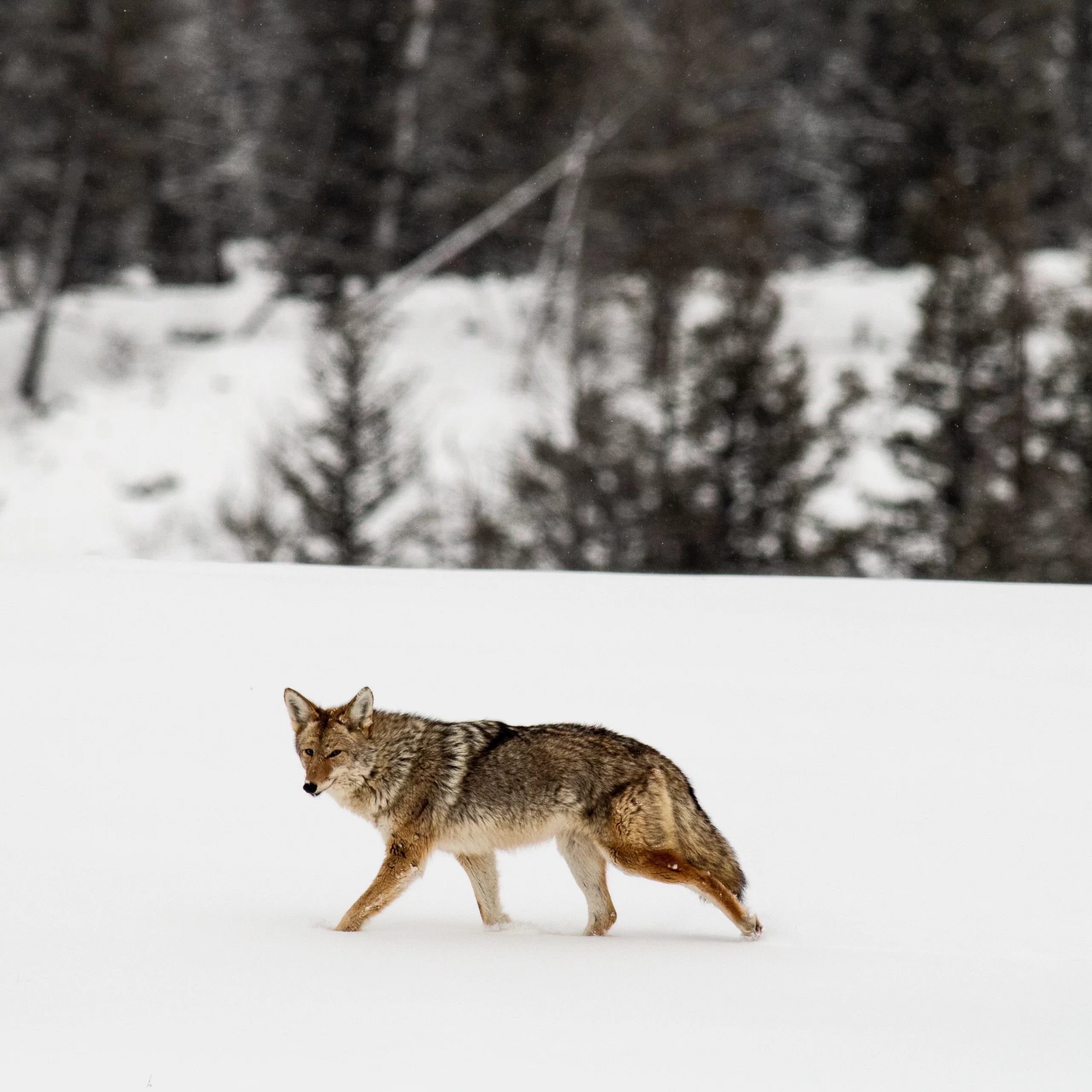 Yellowstone National Park, United States Published on January 23, 2020 Canon, EOS 70D Free to use under the Unsplash License A coyote trots through the snow at Yellowstone National Park.