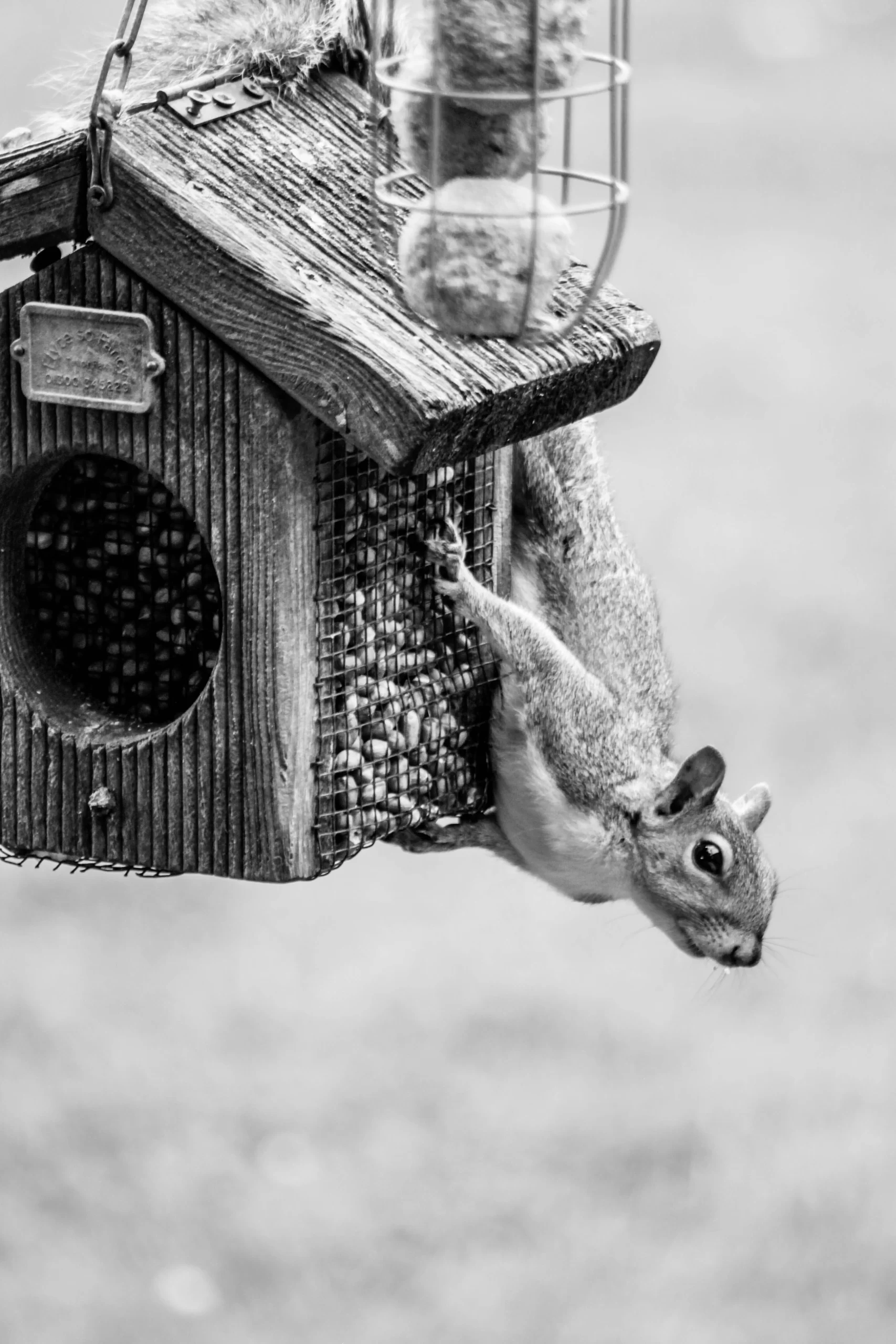 Pulham, England Published on August 21, 2019 Canon, EOS 550D Free to use under the Unsplash License Black and White photo of grey squirrel hanging from a bird feeder