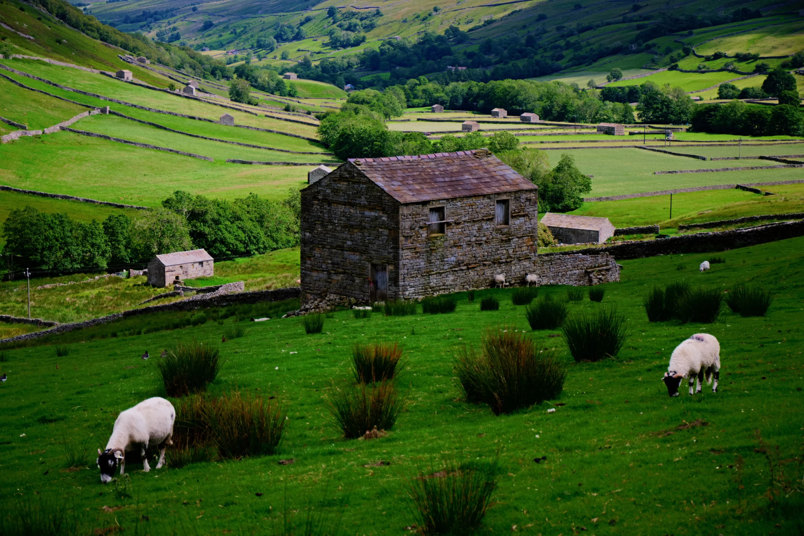 Keld, Richmond, UK Published on July 13, 2020 Free to use under the Unsplash License To my mind this is the quintessential Swaledale scene. Swaledale sheep grazing, grey barns as far as the eye can see, the curves of the valley, the fields neatly segmented by drystone walls, this scene has it all. Shot from Cloggerby Rigg near Thwaite.