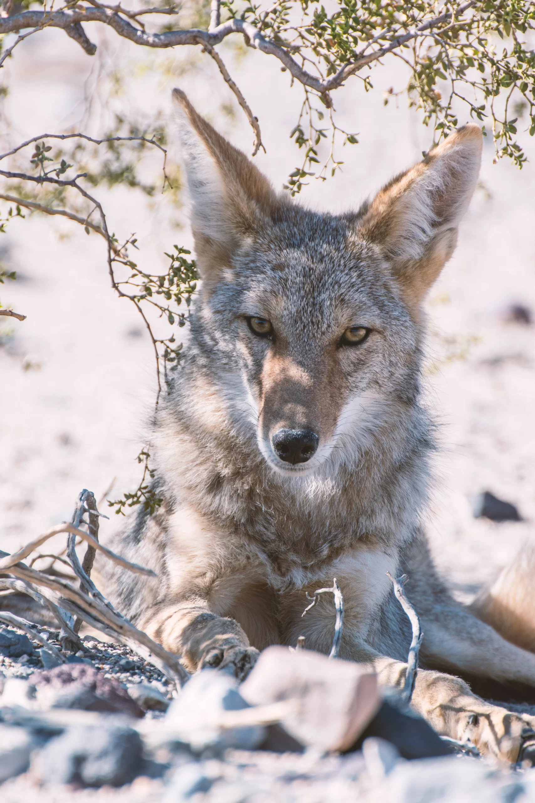 Death Valley National Park, United States Published on September 28, 2017 NIKON CORPORATION, NIKON D5500 Free to use under the Unsplash License We drove trough a desert in Death Valley as we found three coyotes relaxing from their hunt. As I took the photos the coyote watched me carefully. As he stood up and walked in my directon I had to elude. The situation got even more dangerous as the other two also came in my direction. I watched them carefully and backed out to get back in the car which was about 50 ft behind me. The coyotes followed me. As we drove away the coyotes still watched us.