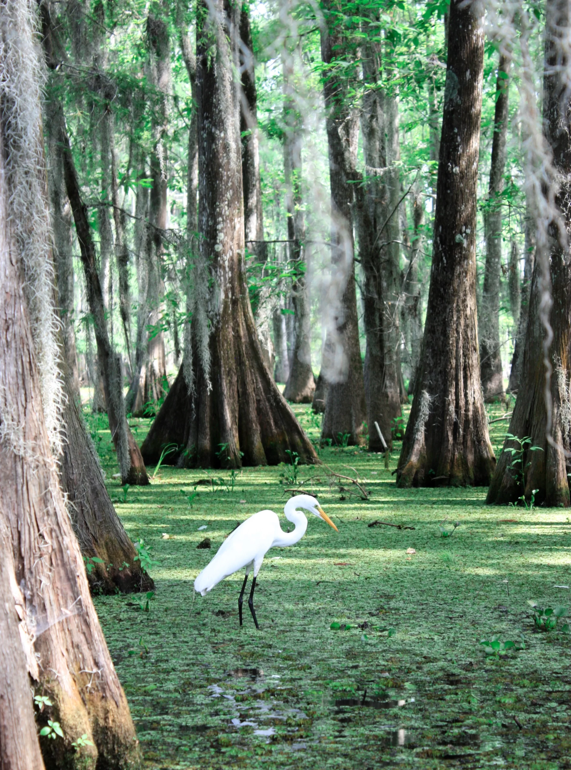  Downloads 6,665 Lac Martin, Parish Governing Authority District 6, Louisiana, USA Published on June 23, 2020 Canon, EOS 450D Free to use under the Unsplash License An egret bird in the swamp, at the Lake Martin