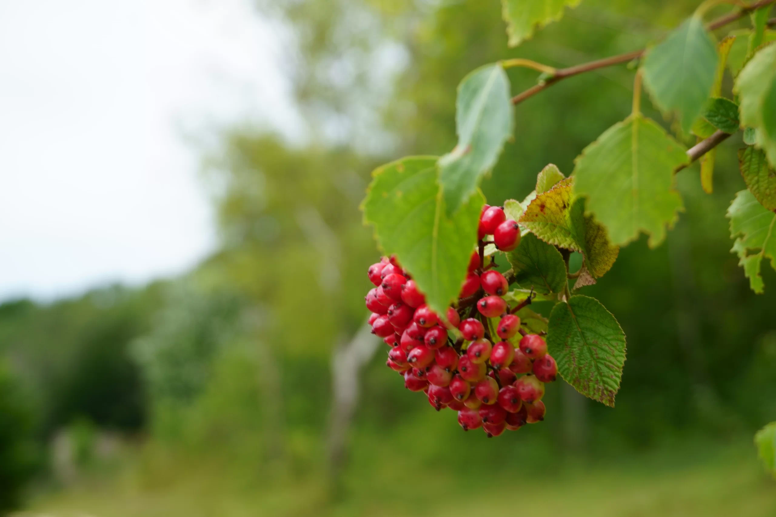 North Downs, Surrey, London, UK Published on August 14, 2019 SONY, ILCE-6000 Free to use under the Unsplash License The North Downs in Surrey, UK. Red berries.