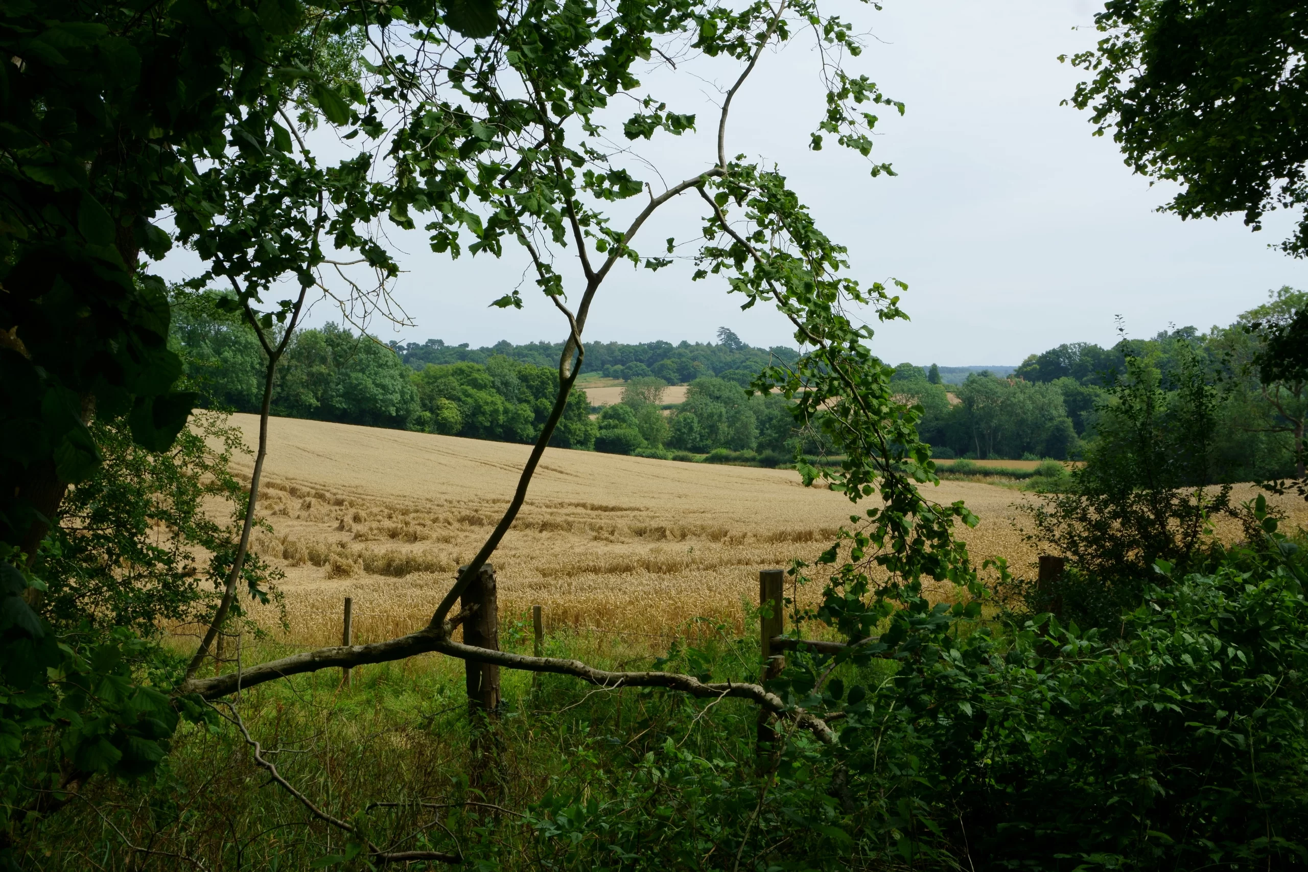 North Downs, Surrey, London, UK Published on August 14, 2019 SONY, ILCE-6000 Free to use under the Unsplash License The North Downs in Surrey, UK. Almost harvest time.