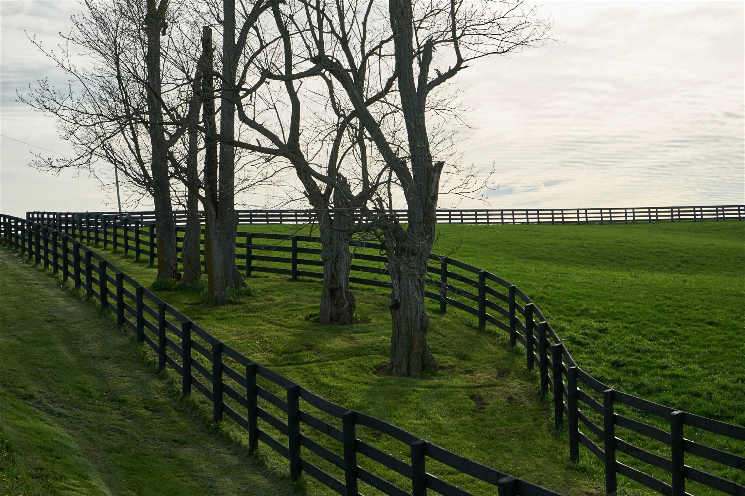 Kentucky, USA Published on February 26, 2021 SONY, ILCE-7M2 Free to use under the Unsplash License Field of horse dreams