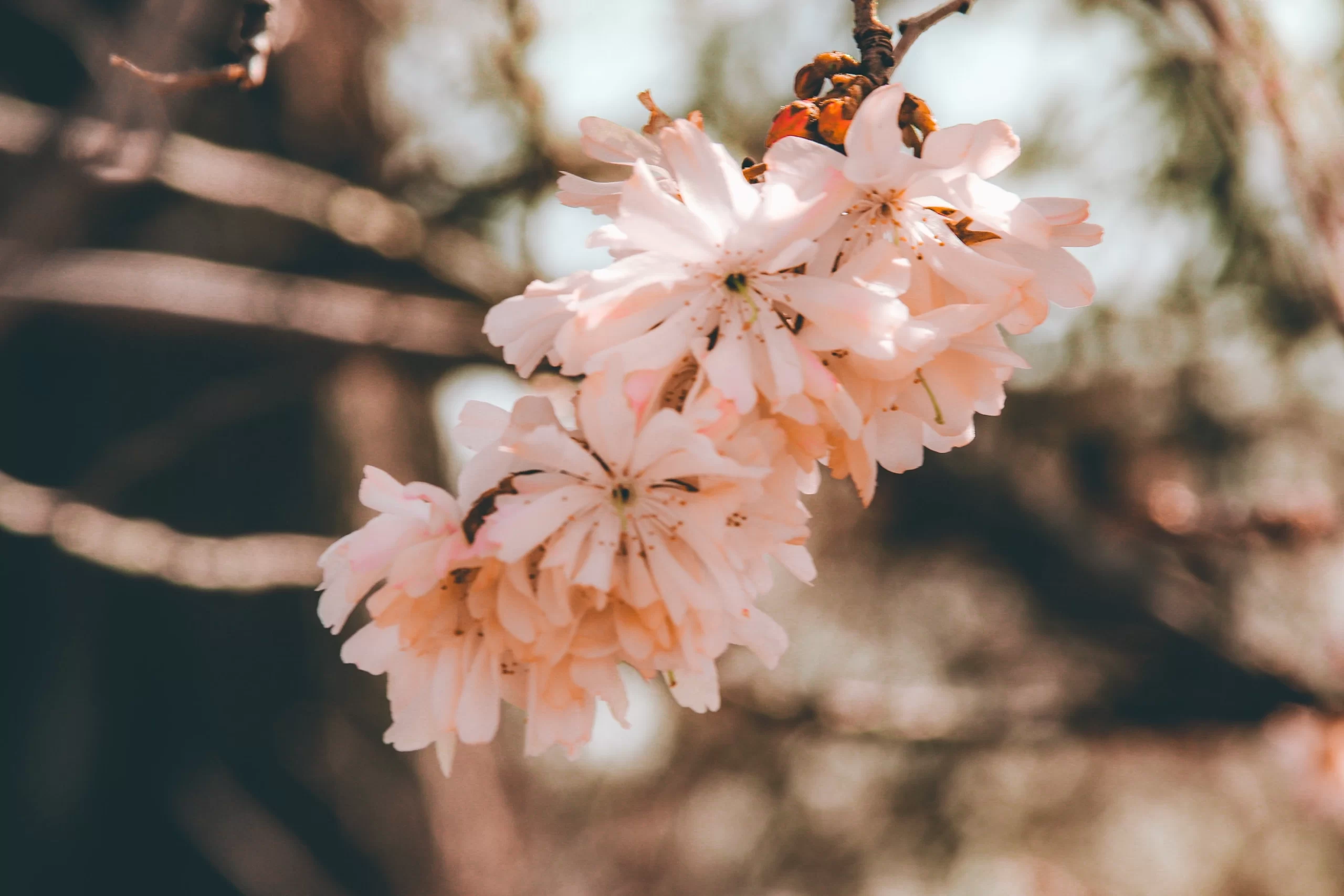 viviana-rishe-Cherry Blossoms DC along the mallunsplash