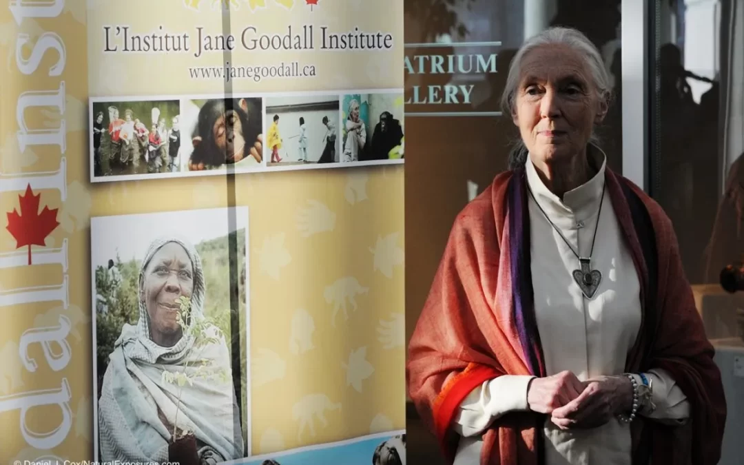 Learn Compassionate Leadership with Jane Goodall now!