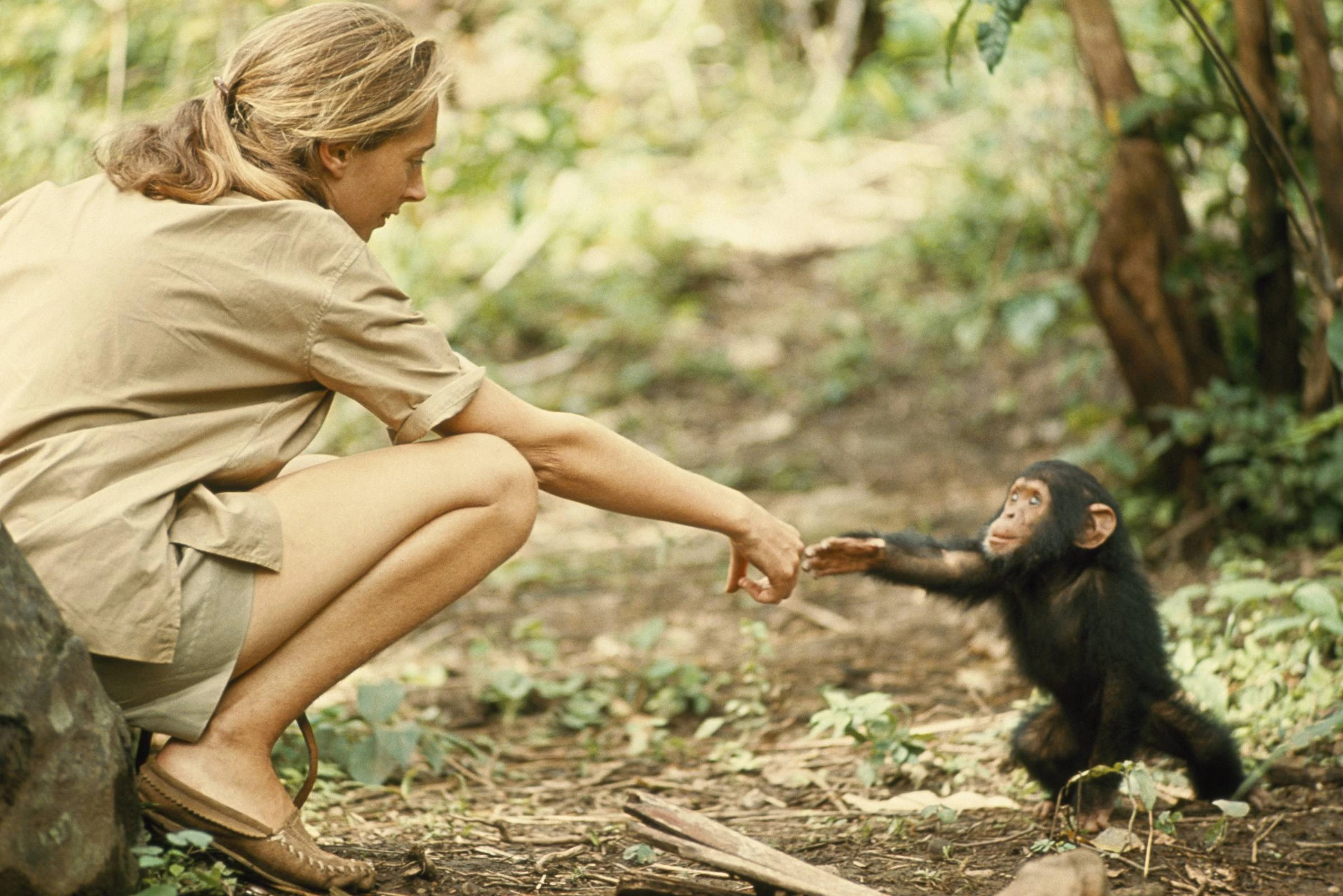 Jane Goodall with chimps