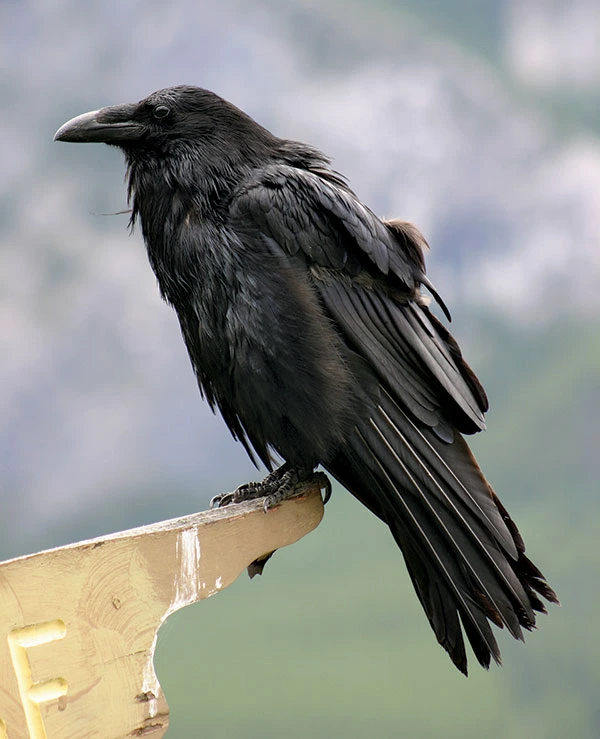 Raven of the Southwest