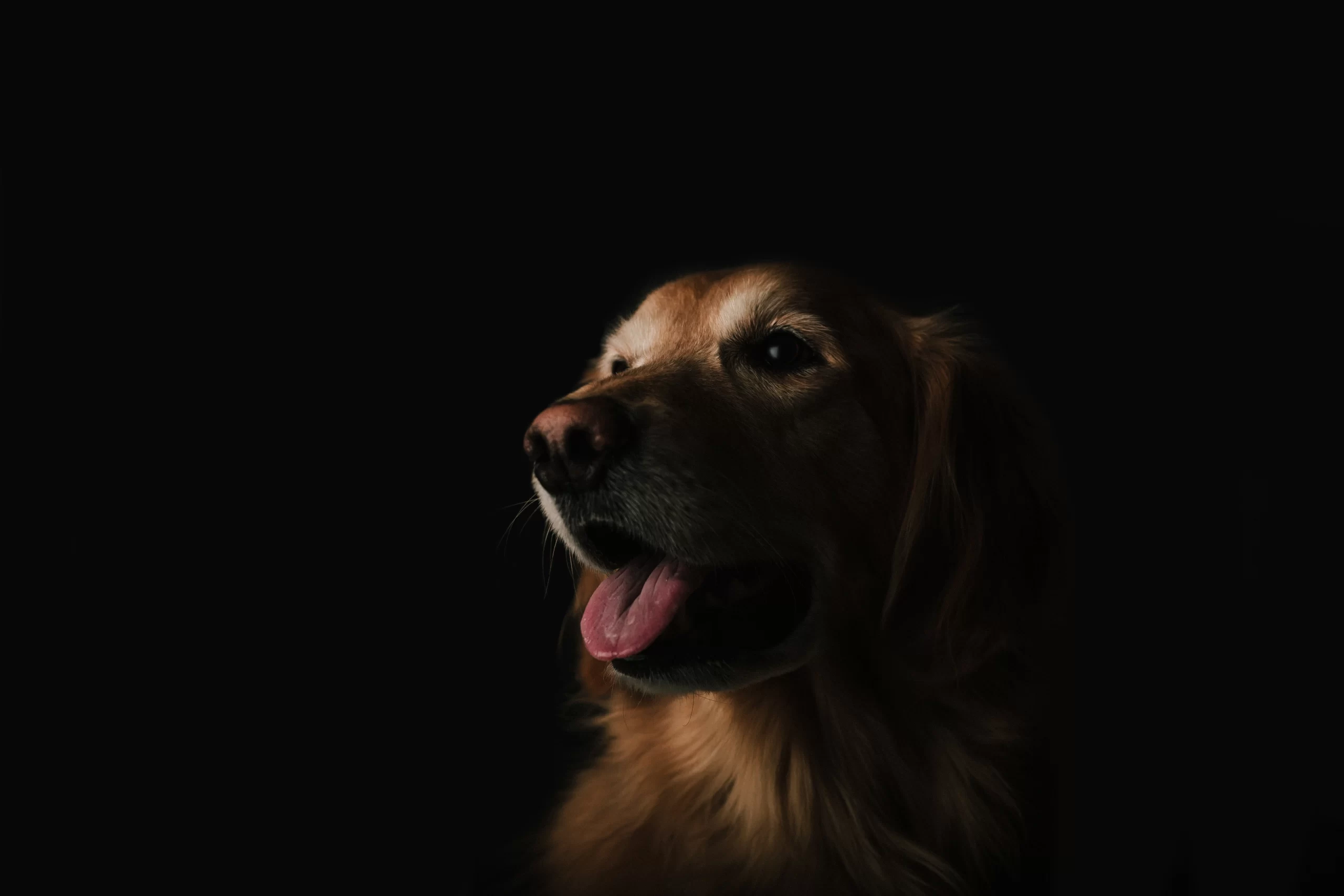 Published on March 4, 2016
Canon, EOS 5D Mark II
Free to use under the Unsplash License
A happy golden retriever with dramatic lighting by Brandon Day Unsplash