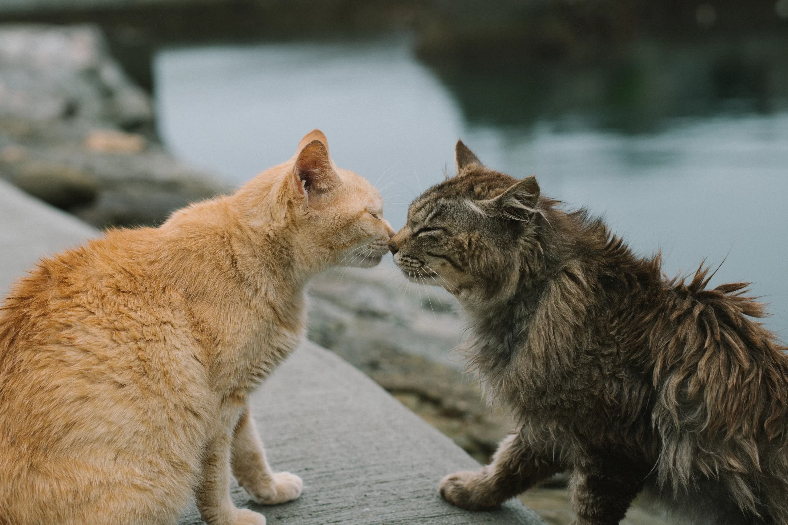 cat kissing noses by Peter Lam