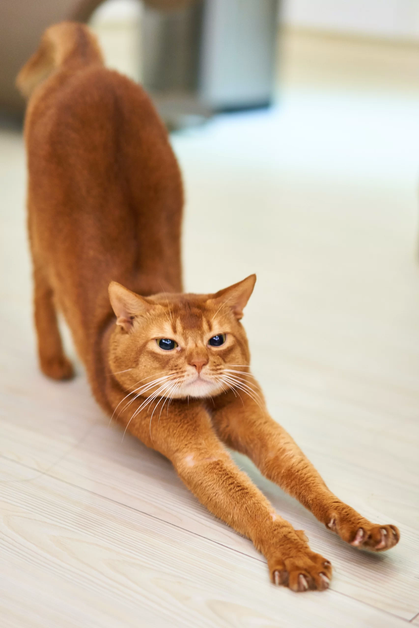 timo-volz-orange-cat-full-stretch-downward-dog-unsplash-scaled.webp