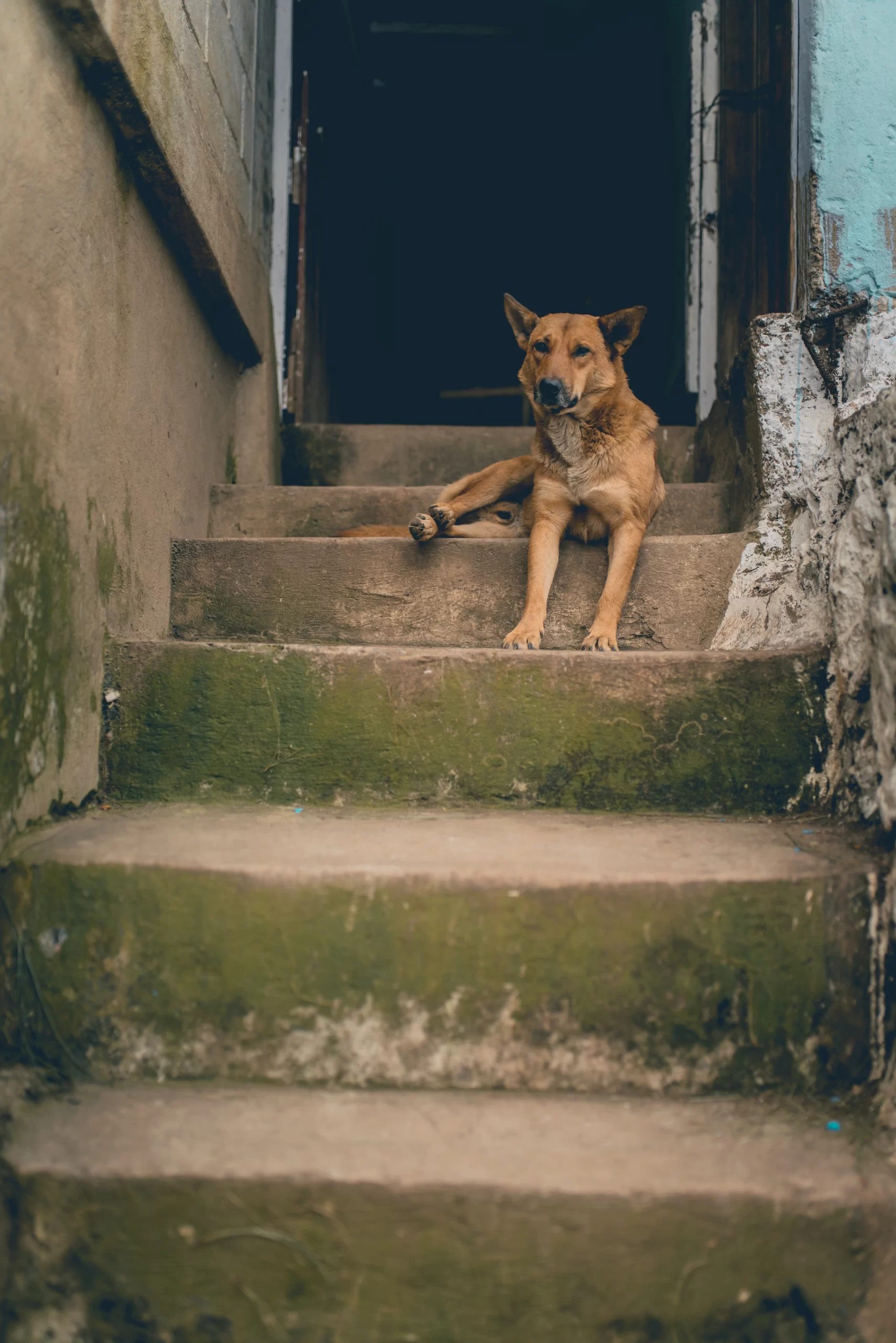 toby-wong-Dog sitting on top stair of dusty dirty stairs leading up to home door on Unsplash