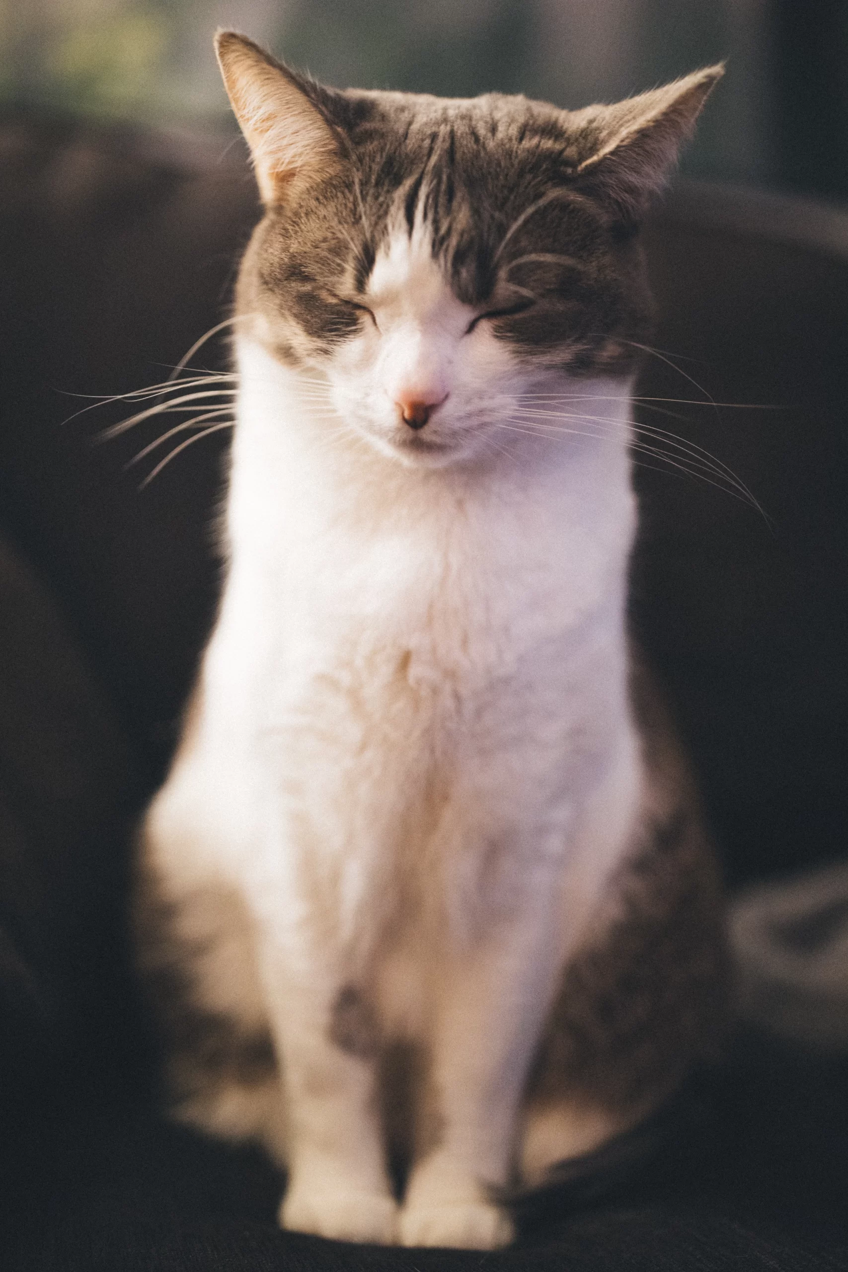 wes-hicks-cat with eyes squinting -unsplash (4)