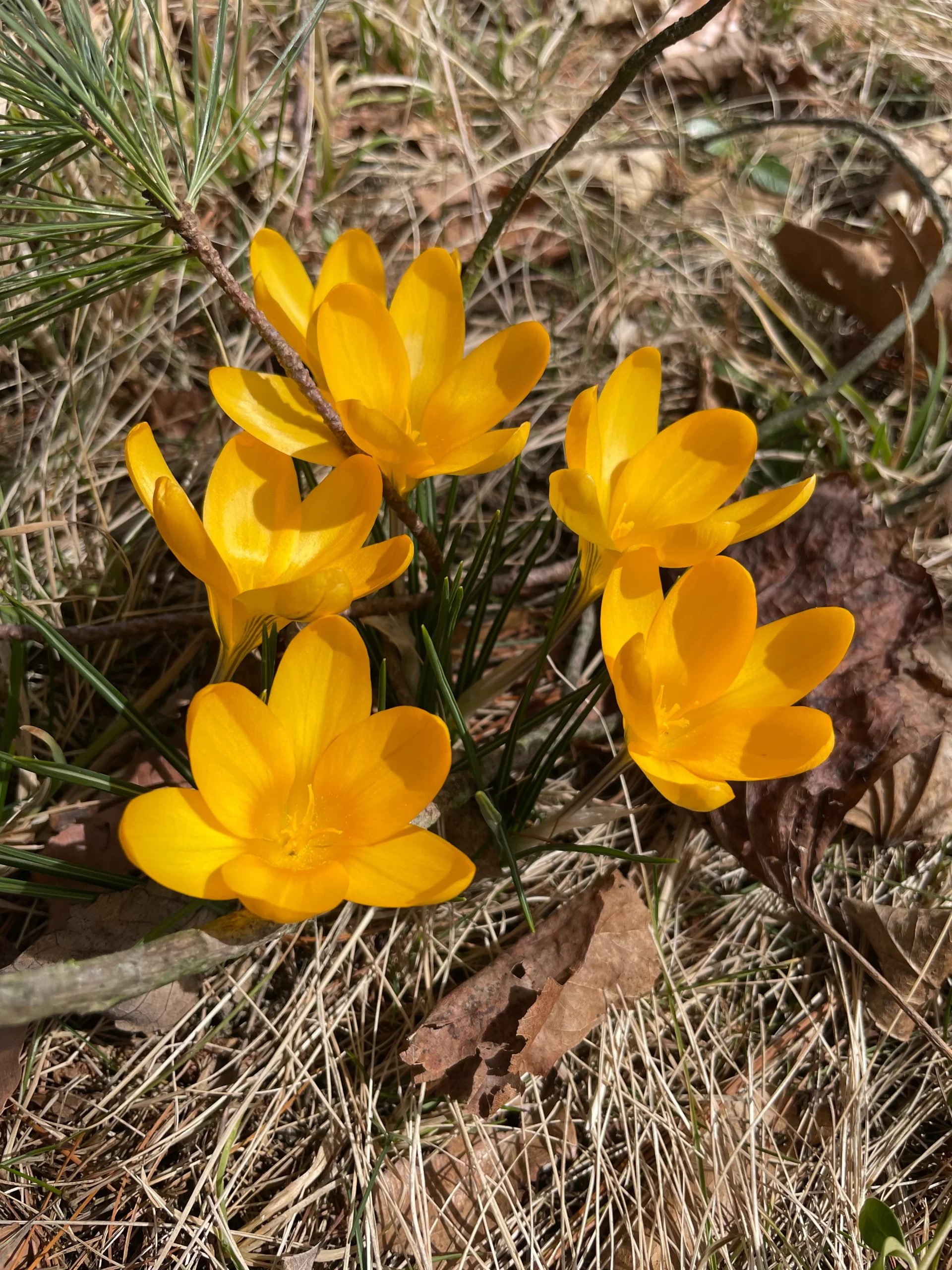 Yellow flowers Ithaca NY Taylor Place March 23, 2023 by Paul Langan