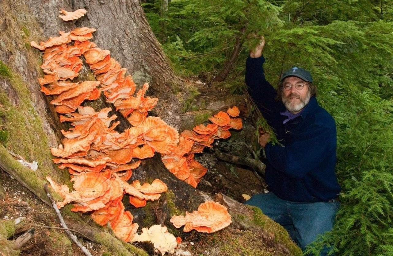 Paul Stamets with Chicken of the Woods, Laetiporus conifericola! 🧡What mushrooms have you found while exploring?