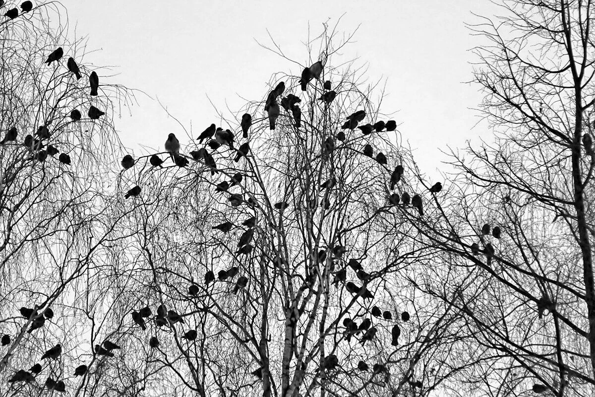 Hooded crows gathered overnight in city Park at winter. Public roosting birds, multitude of birds cluster of black birds. Retro style by Maximillian cabinet