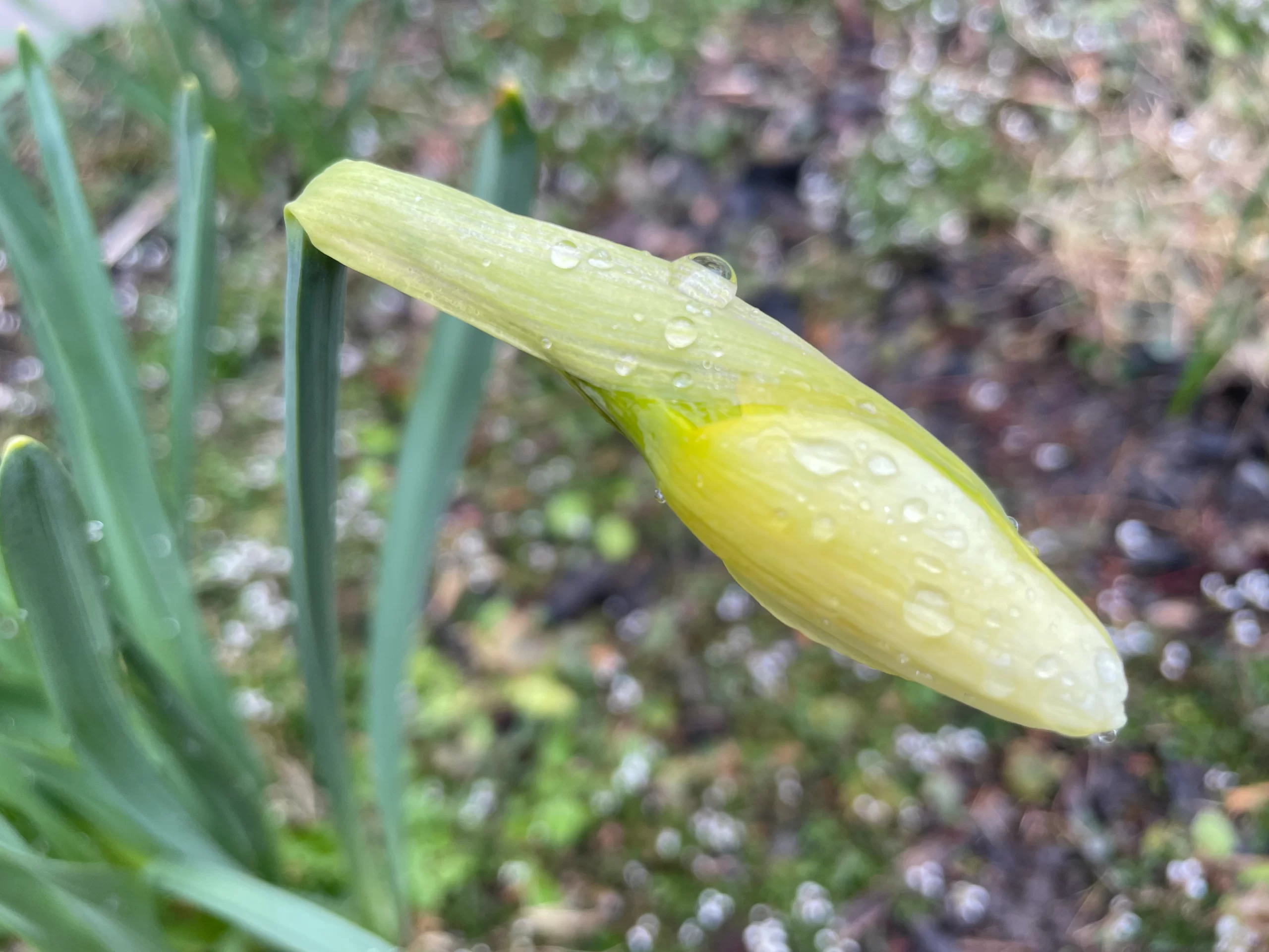 daffodil bloom not opened yet with drops of rain